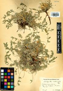 Astragalus scaberrimus Bunge, Siberia, Baikal & Transbaikal region (S4) (Russia)