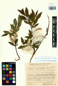 Salix saposhnikovii A. K. Skvortsov, Siberia, Baikal & Transbaikal region (S4) (Russia)