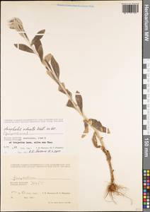 Pseudognaphalium adnatum (DC.) Y. S. Chen, South Asia, South Asia (Asia outside ex-Soviet states and Mongolia) (ASIA) (Vietnam)