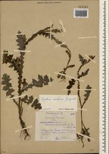 Carduus arabicus Jacq. ex Murray, Crimea (KRYM) (Russia)
