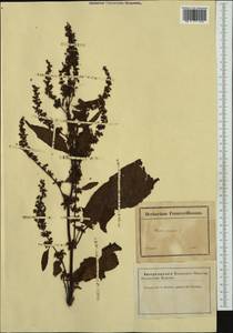 Rumex crispus L., Western Europe (EUR) (France)