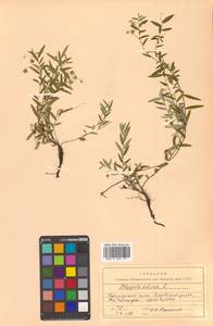 Polygala sibirica L., Siberia, Russian Far East (S6) (Russia)