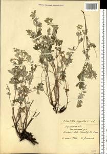 Potentilla argentea L., Eastern Europe, South Ukrainian region (E12) (Ukraine)