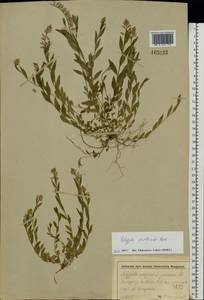 Polygala vulgaris L., Eastern Europe, Moscow region (E4a) (Russia)