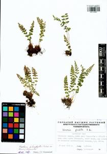 Woodsia pulchella Bertol., Siberia, Baikal & Transbaikal region (S4) (Russia)