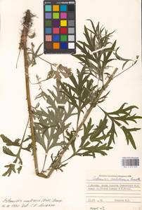 Artemisia umbrosa Turcz. ex DC., Eastern Europe, Moscow region (E4a) (Russia)