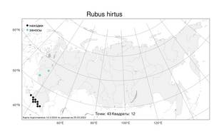 Rubus hirtus Waldst. & Kit., Atlas of the Russian Flora (FLORUS) (Russia)