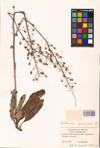 MHA 0 159 097, Verbascum phoeniceum L., Eastern Europe, Lower Volga region (E9) (Russia)