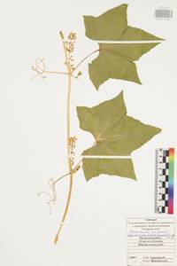 Echinocystis lobata (Michx.) Torr. & Gray, Eastern Europe, Central region (E4) (Russia)