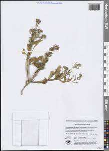 Cakile maritima subsp. islandica (Gand.) Elven, Eastern Europe, Northern region (E1) (Russia)