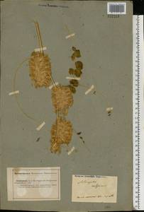 Astragalus vulpinus Willd., Middle Asia, Caspian Ustyurt & Northern Aralia (M8) (Kazakhstan)