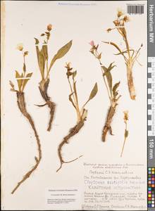 Claytonia acutifolia Pall. ex Willd., Siberia, Yakutia (S5) (Russia)