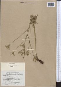 Hyalolaena trichophylla (Schrenk) Pimenov & Kljuykov, Middle Asia, Muyunkumy, Balkhash & Betpak-Dala (M9) (Kazakhstan)