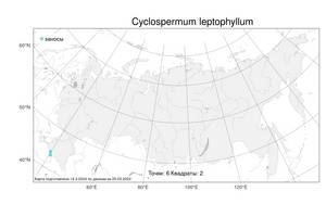 Cyclospermum leptophyllum (Pers.) Sprague, Atlas of the Russian Flora (FLORUS) (Russia)