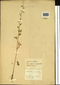 Artemisia sieversiana Ehrh. ex Willd., Siberia, Baikal & Transbaikal region (S4) (Russia)