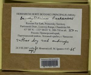 Brachythecium buchananii (Hook.) A. Jaeger, Bryophytes, Bryophytes - Russian Far East (excl. Chukotka & Kamchatka) (B20) (Russia)
