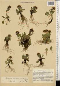 Tephroseris integrifolia subsp. primulifolia (Cufod.) Greuter, Caucasus, Stavropol Krai, Karachay-Cherkessia & Kabardino-Balkaria (K1b) (Russia)