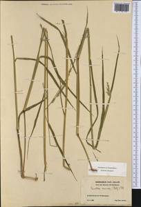 Eriochloa procera (Retz.) C.E.Hubb., Western Europe (EUR) (Switzerland)