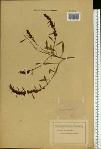 Rumex ucranicus Fisch., Eastern Europe, Middle Volga region (E8) (Russia)