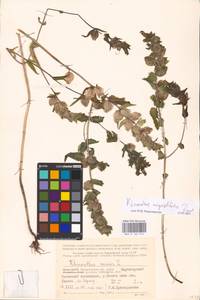 MHA 0 162 012, Rhinanthus serotinus var. vernalis (N. W. Zinger) Janch., Eastern Europe, Northern region (E1) (Russia)