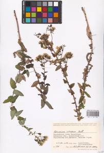 Hieracium virosum Pall., Middle Asia, Caspian Ustyurt & Northern Aralia (M8) (Kazakhstan)