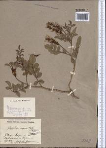 Glycyrrhiza aspera Pall., Middle Asia, Syr-Darian deserts & Kyzylkum (M7) (Uzbekistan)