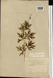 Aconitum anthora L., Eastern Europe, Volga-Kama region (E7) (Russia)