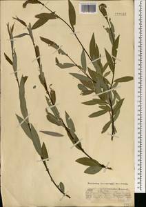 Salix rorida Laksch., Mongolia (MONG) (Mongolia)