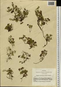 Thymus mongolicus (Ronniger) Ronniger, Siberia, Altai & Sayany Mountains (S2) (Russia)