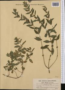 Mentha × dalmatica Tausch, Western Europe (EUR) (Hungary)
