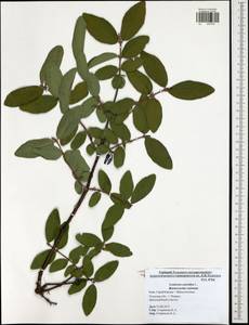 Lonicera caerulea, Eastern Europe, Central region (E4) (Russia)