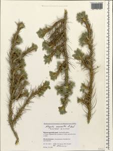 Astragalus arnacantha M. Bieb., Caucasus, Krasnodar Krai & Adygea (K1a) (Russia)