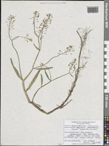 Rorippa amphibia (L.) Besser, Eastern Europe, Central forest-and-steppe region (E6) (Russia)