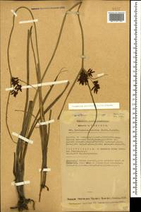 Cyperus serotinus Rottb., Caucasus, Azerbaijan (K6) (Azerbaijan)