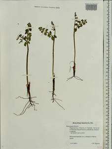 Botrychium lunaria (L.) Sw., Eastern Europe, Central region (E4) (Russia)