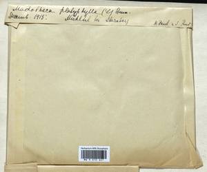 Porella platyphylla (L.) Pfeiff., Bryophytes, Bryophytes - Western Europe (BEu) (Germany)