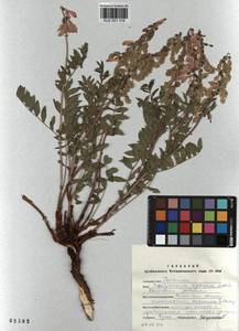 KUZ 001 316, Hedysarum neglectum Ledeb., Siberia, Altai & Sayany Mountains (S2) (Russia)