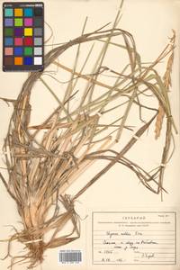 Leymus mollis (Trin.) Pilg., Siberia, Russian Far East (S6) (Russia)