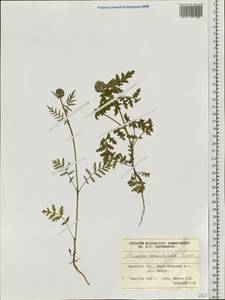 Phacelia tanacetifolia Benth., Siberia, Western Siberia (S1) (Russia)