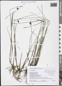 Carex limosa L., Eastern Europe, Central region (E4) (Russia)