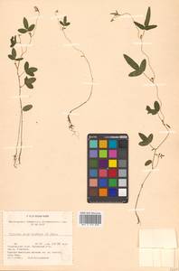 Glycine max subsp. soja (Siebold & Zucc.) H.Ohashi, Siberia, Russian Far East (S6) (Russia)