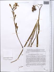 Ixiolirion tataricum (Pall.) Schult. & Schult.f., Middle Asia, Pamir & Pamiro-Alai (M2) (Uzbekistan)