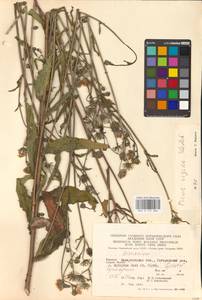Picris hieracioides subsp. hieracioides, Eastern Europe, West Ukrainian region (E13) (Ukraine)