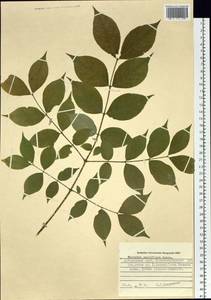 Euonymus verrucosus Scop., Siberia, Russian Far East (S6) (Russia)