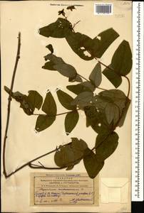 Hypericum androsaemum L., Caucasus, Azerbaijan (K6) (Azerbaijan)