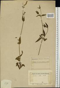 Silene latifolia subsp. alba (Mill.) Greuter & Burdet, Eastern Europe, Central forest-and-steppe region (E6) (Russia)