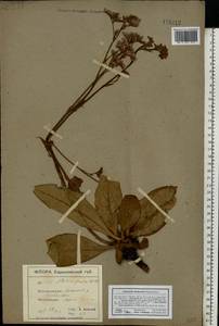 Limonium alutaceum (Stev.) Kuntze, Eastern Europe, North Ukrainian region (E11) (Ukraine)