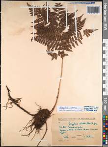 Dryopteris expansa (C. Presl) Fraser-Jenk. & Jermy, Siberia, Baikal & Transbaikal region (S4) (Russia)