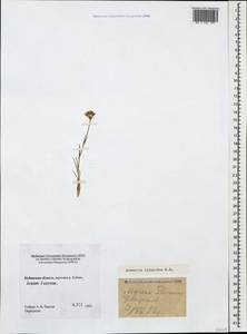 Eremogone lychnidea (Bieb.) Rupr., Caucasus, Stavropol Krai, Karachay-Cherkessia & Kabardino-Balkaria (K1b) (Russia)
