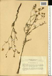 Jacobaea borysthenica (DC.) B. Nord. & Greuter, Eastern Europe, South Ukrainian region (E12) (Ukraine)